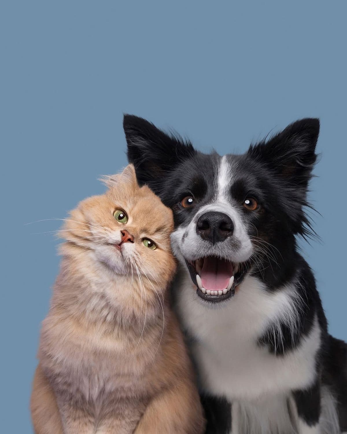 Mascotas